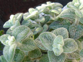 Origanum dictamnus